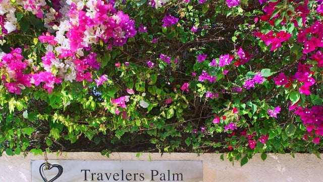 Travelers Palm hotel detail image 1